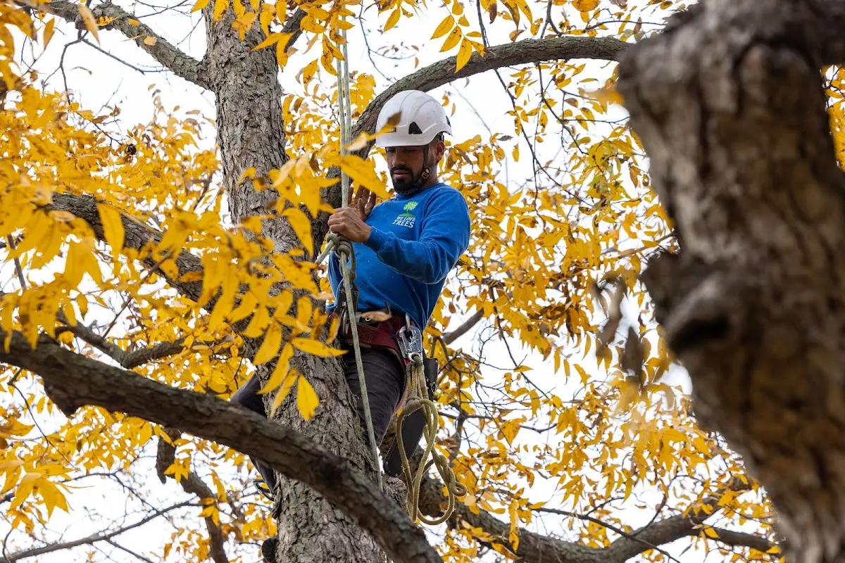 Skilled Tree Planing crew working in Shamokin Dam