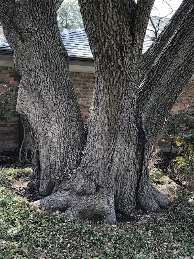 Mature heritage tree close to a Shamokin Dam property cared for by certified arborists